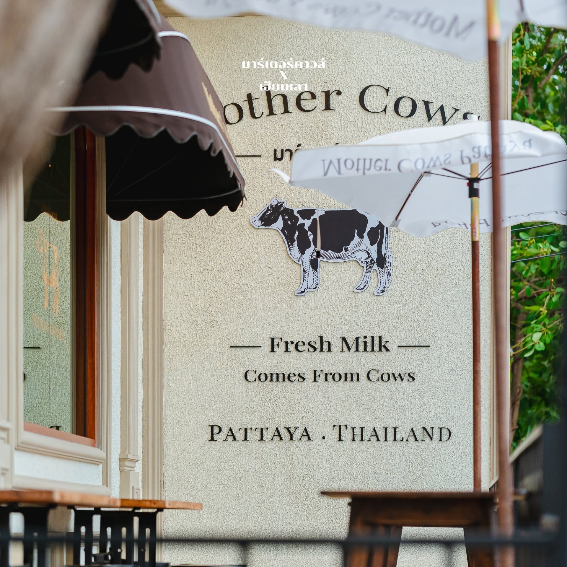 Mother Cows Pattaya